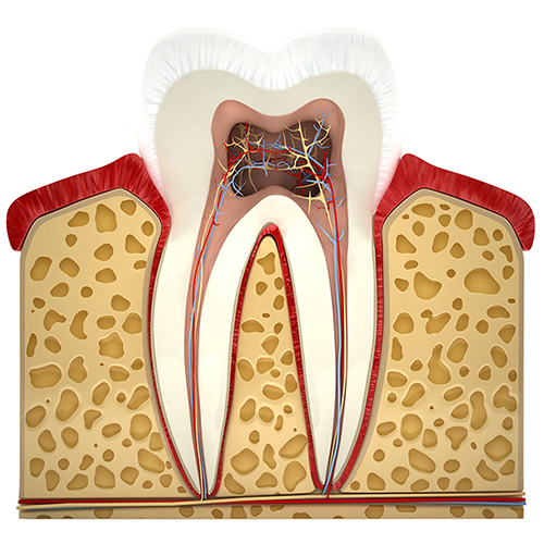 Endodontie Pontault-Combault 77 - Anatomie de la Dent